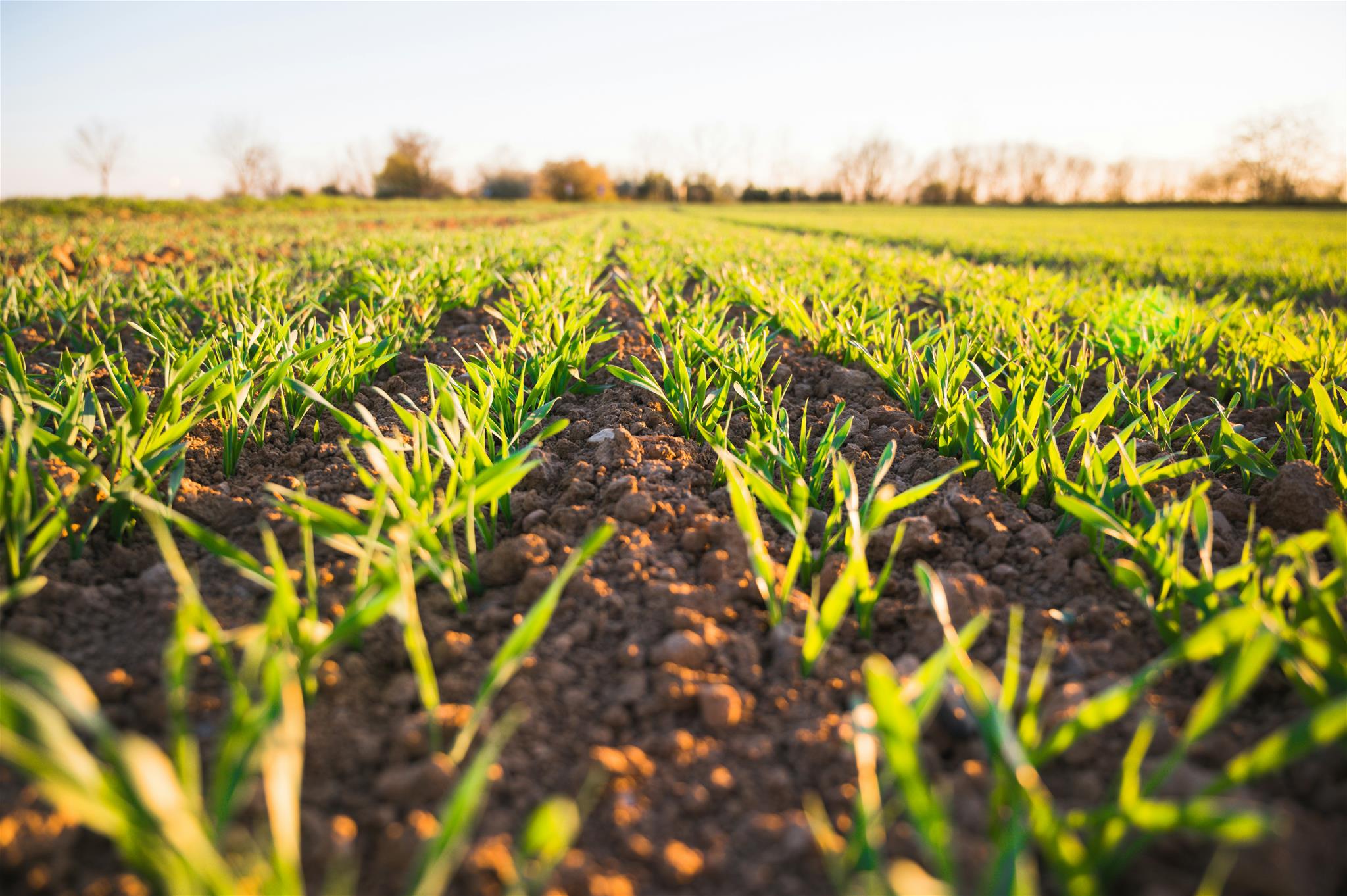 wachsendes Gras in der Morgensonne auf einem Feld